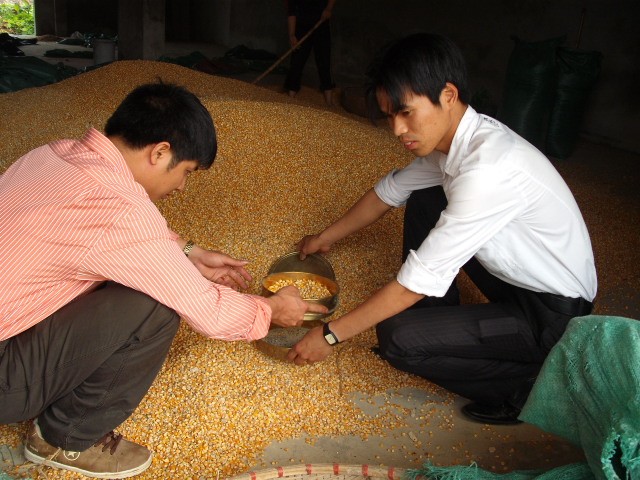 Trang trại dâu tây ở vùng cao