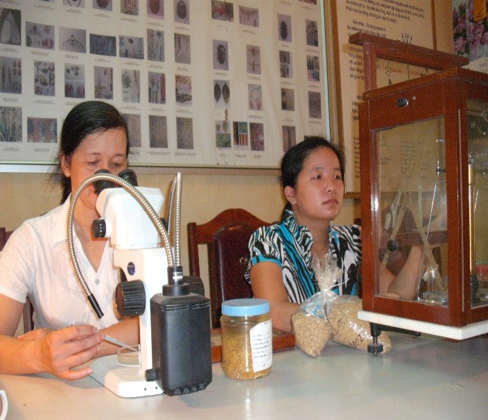 Dưa chuột hữu cơ tươi